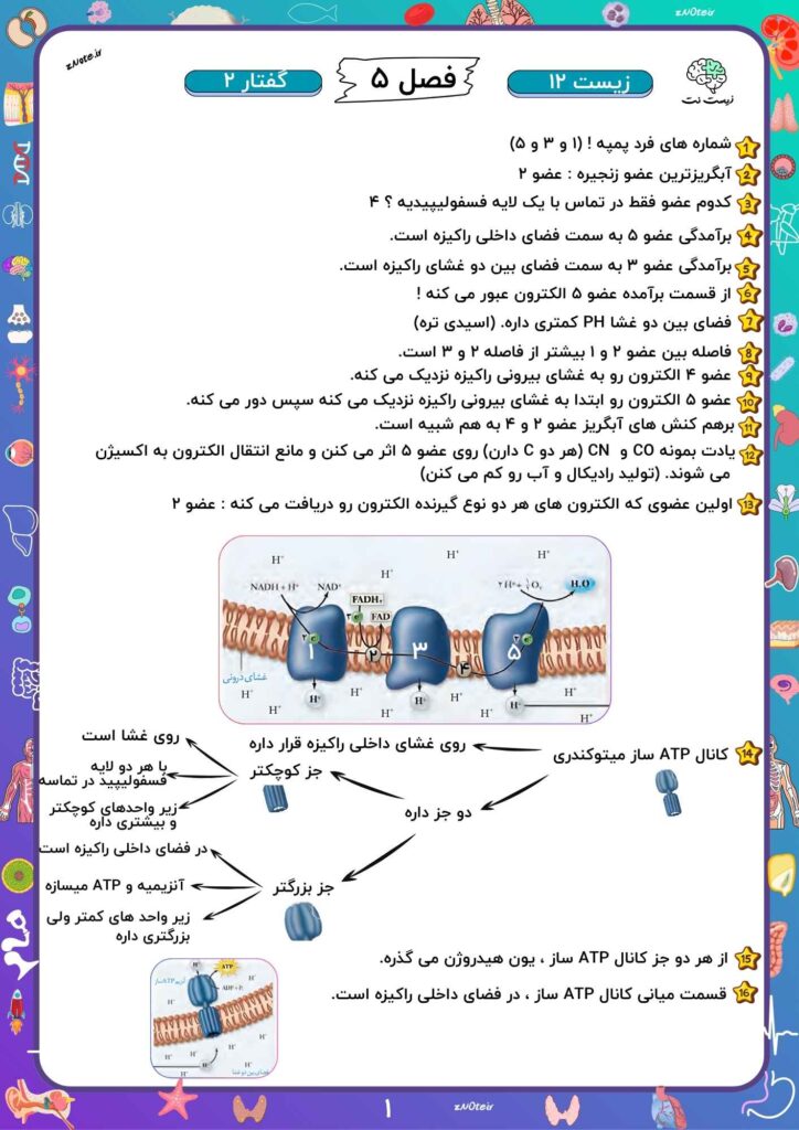 نکات آپدیت زنجیره انتقال الکترون راکیزه | زیست نت | znote